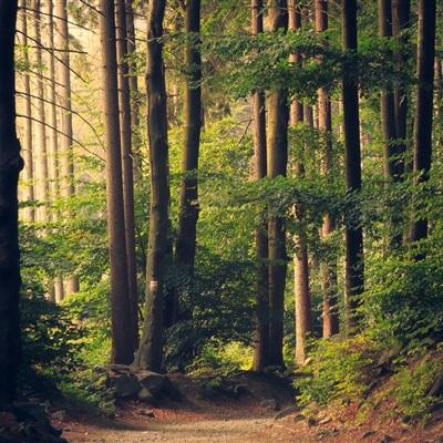 加拿大28app下载