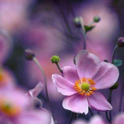 加拿大28app下载截图